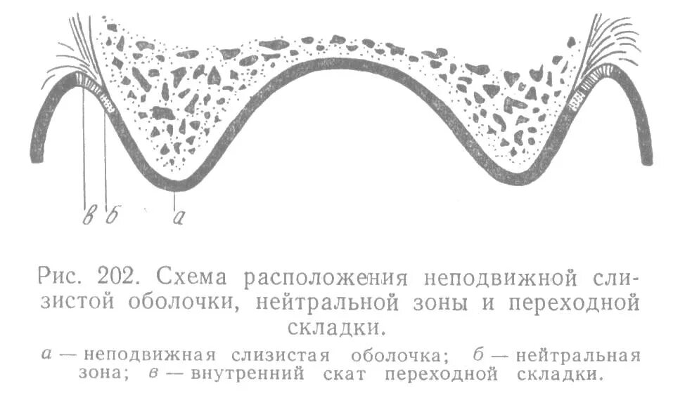 Переходная складка слизистой. Переходная складка альвеолярного отростка. Нейтральная зона нижней челюсти. Нейтральная зона на верхней челюсти. Нейтральная зона протеза.