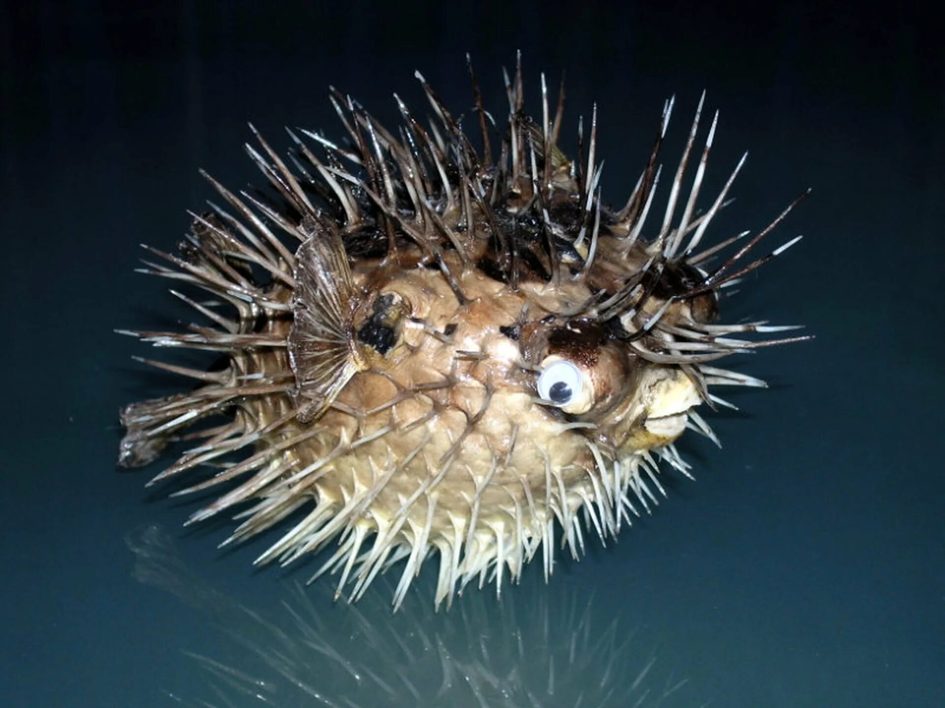 Иглобрюх амазонский. Длинноиглая рыба-ёж. Рыба еж фугу. Рыба морской еж. Рыба морской еж.