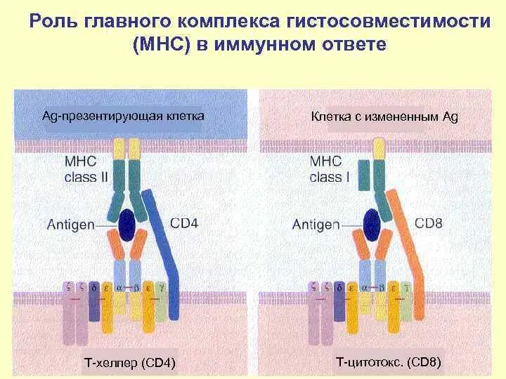 Антигены главного комплекса гистосовместимости. Mhc главный комплекс гистосовместимости. схема строения главного комплекса гистосовместимости. строение главного комплекса гистосовместимости mhc. строение главного комплекса гистосовместимости иммунология.