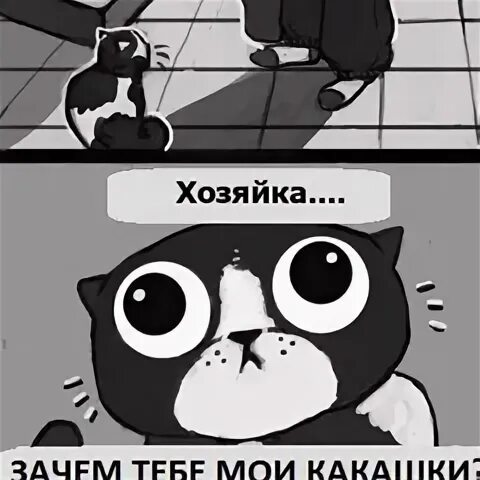 Нужны котики. Милые тексты. Причины любить котиков. Зачем ты котик. Коробки для комиксов.