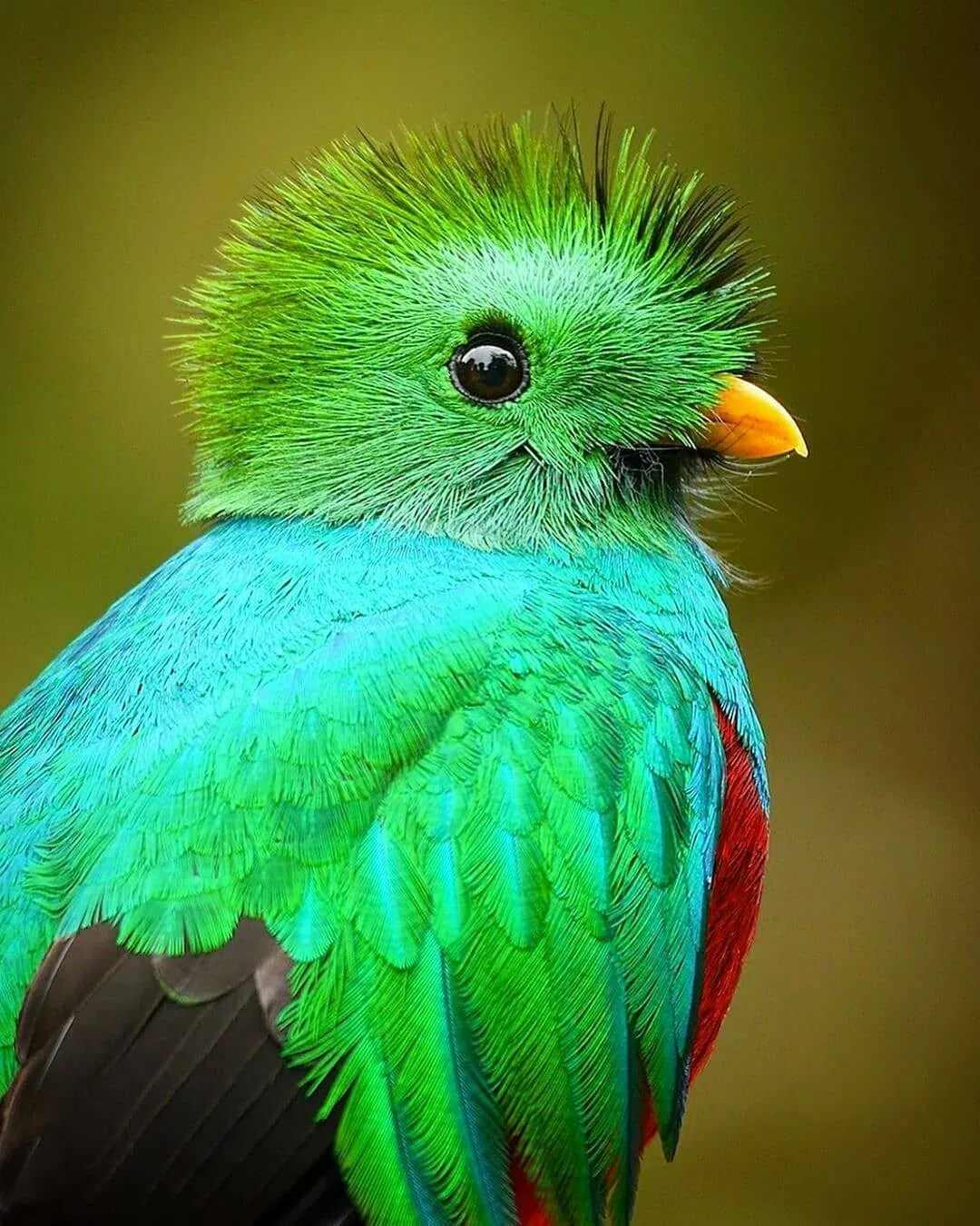 Квезаль птица. Квезаль самец. Кетцаль птица майя. Квезаль птица. Гваделупский квезаль.