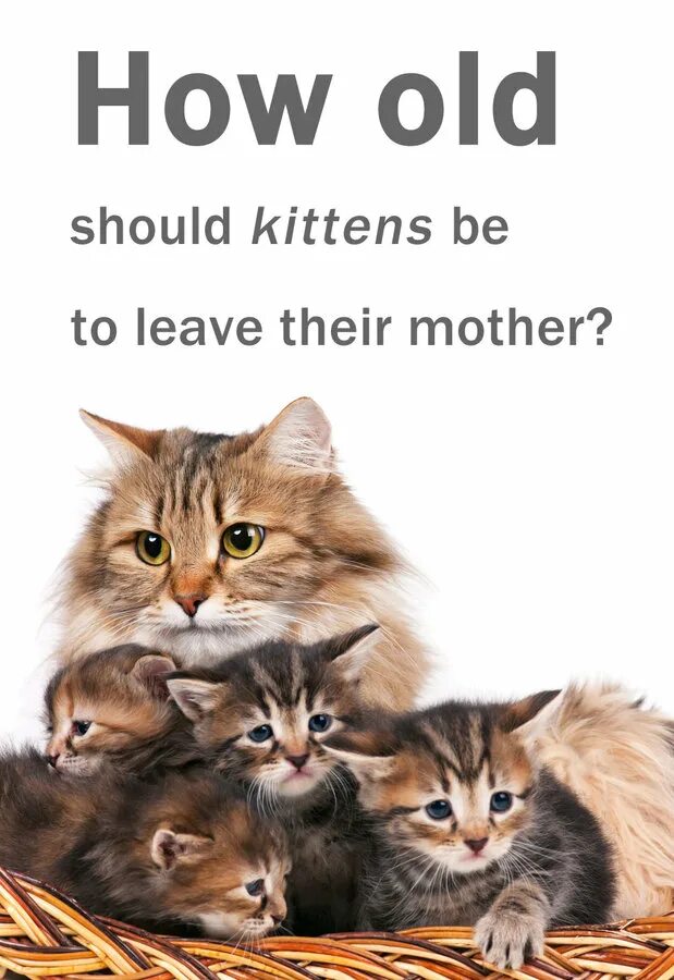 How many kittens has. Kitten kindle. kindle of kittens игра. to have kittens. have kittens idiom.