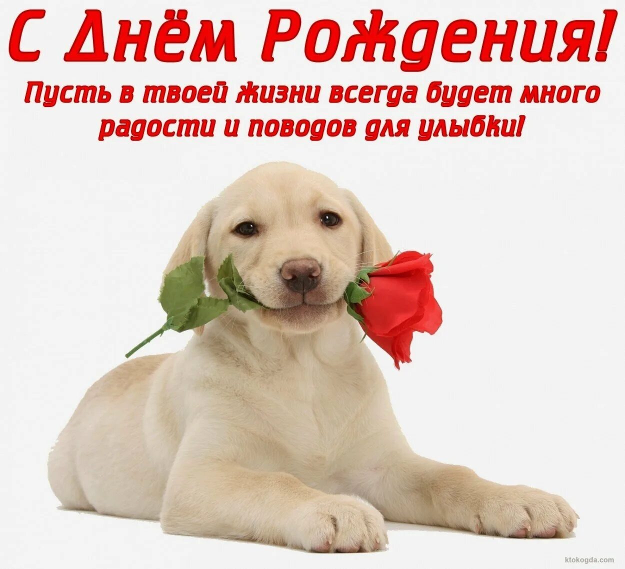 С днем поздравляющих животных