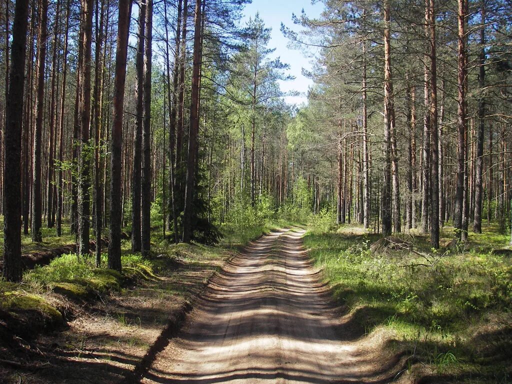 Торопа Тверская область. Река Старая Торопа. Тверская область Западнодвинский район Старая Торопа. Village look