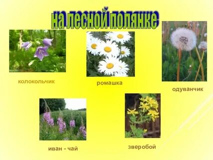 Одуванчик колокольчик