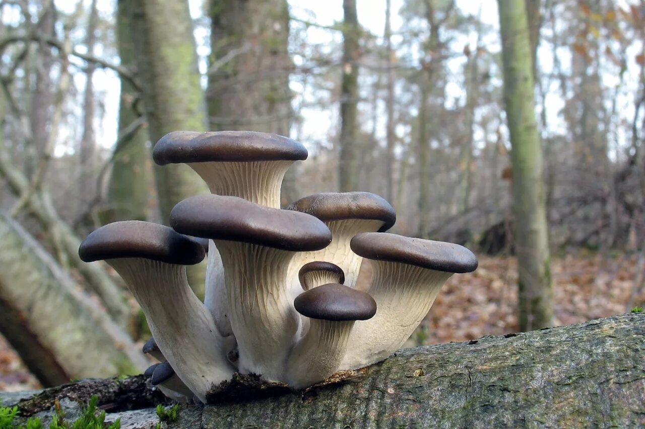 Вешенка Pleurotus ostreatus. Вешенка обыкновенная (Pleurotus ostreatus). Вёшенка обыкновенная / Pleurotus ostreatus. Вёшенка устричная (Pleurotus ostreatus). Вешенка опята