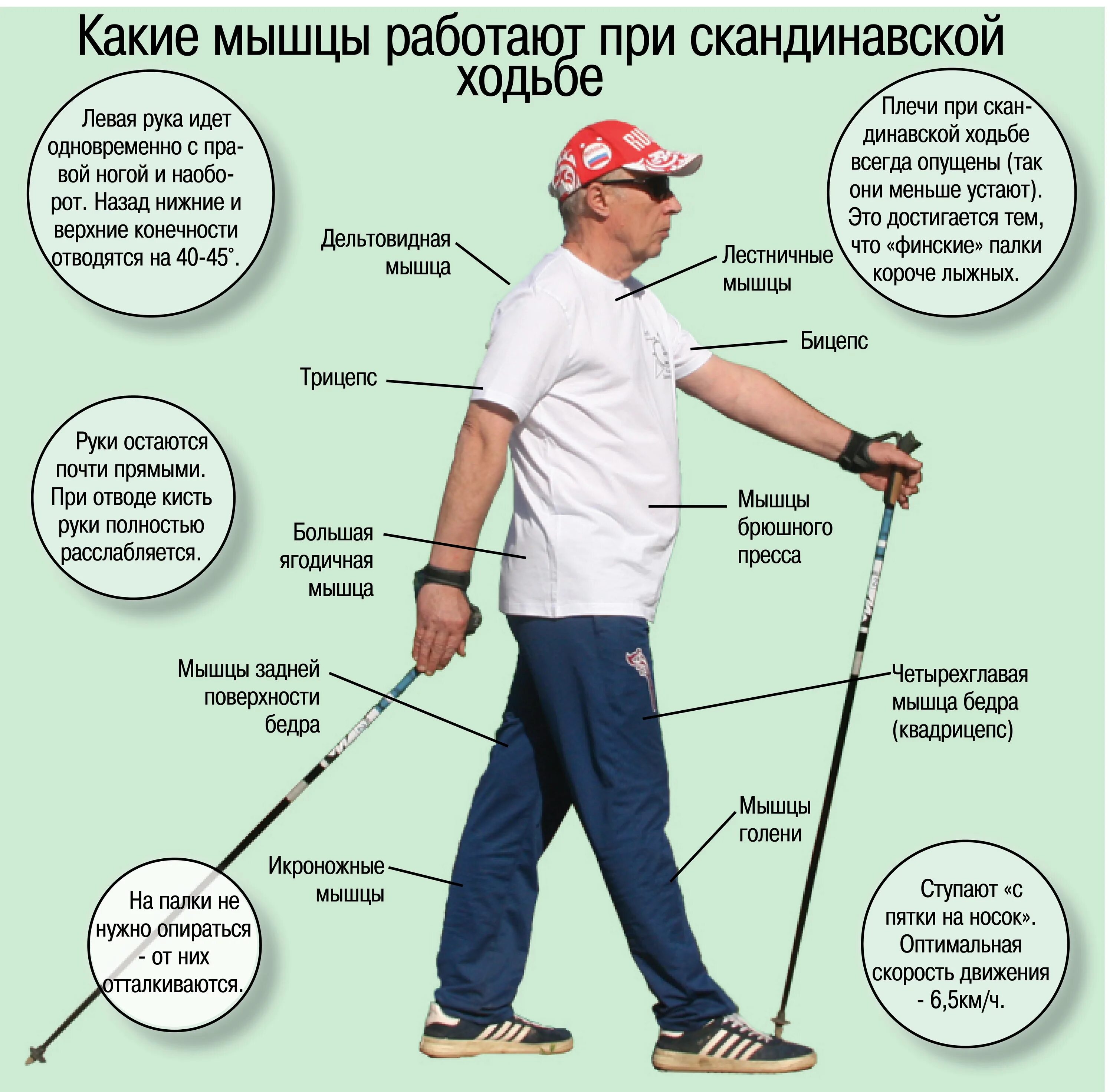 Скандинавская ходьба с палками техника. Какие мышцы задействованы при скандинавской ходьбе. Упражнения с палками для скандинавской ходьбы. Скандинавская ходьба с палками для пожилых. Шагать со временем