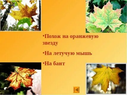 О чем могут шептаться осенние листья