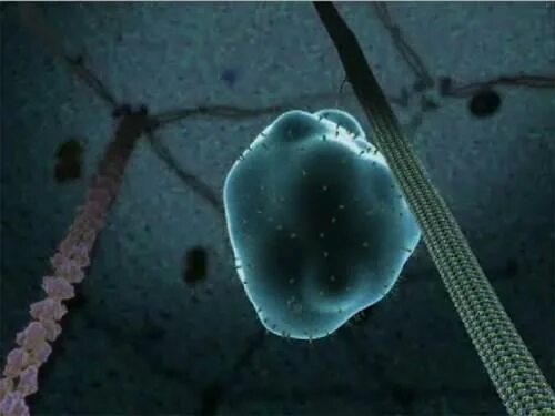 Жизнь клетки под микроскопом Stunning Microscopic View of Human Skin Cells Wins 2017 Nikon Small World Compet