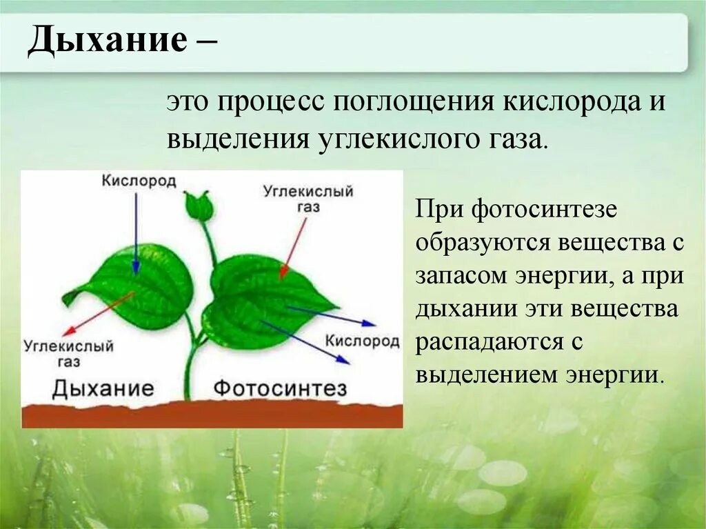 Тест по биологии выделение у растений. Процесс дыхания растений. Схема процесса дыхания растения. Процессы происходящие при дыхании растений. Дыхание и обмен веществ у растений.