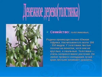 Денежное дерево доклад