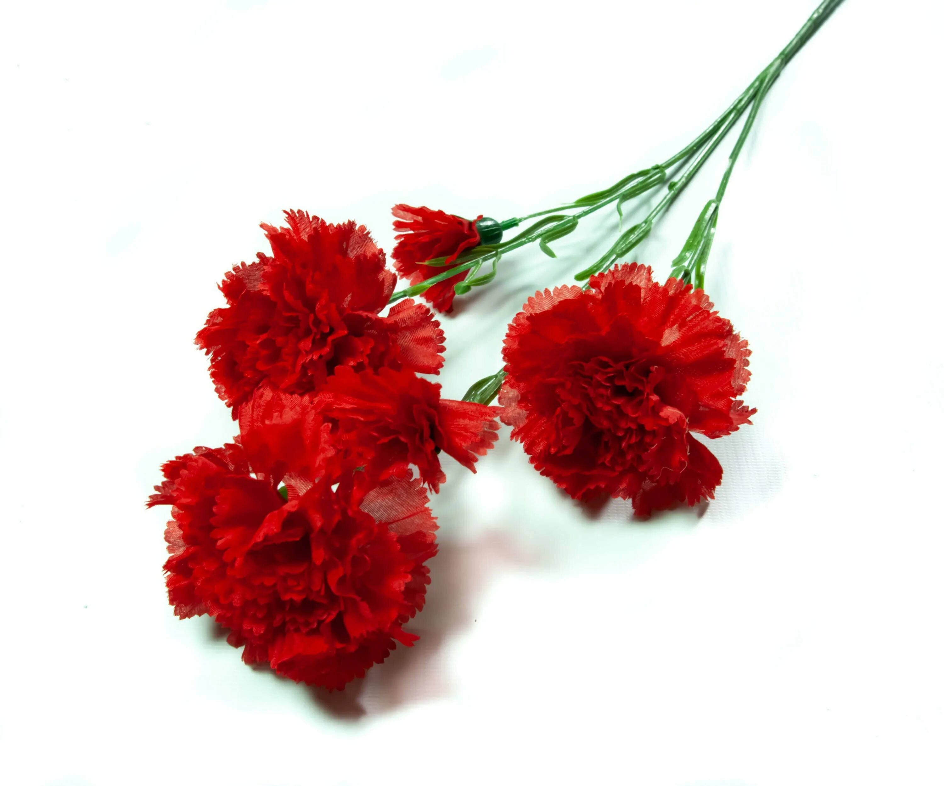 Гвоздика сколько можно в день. Гвоздика Bizet. Dianthus Red гвоздика. Гвоздика merletto Cherry. Гвоздика "красная Селект" Антонелла.