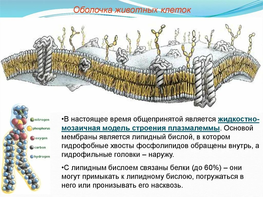 Основой мембран клеток. Жидкостно-мозаичная модель строения плазмалеммы. Жидкостно-мозаичная модель мембраны клетки. Бислой клеточной мембраны. Жидкостно-мозаичная модель строения плазматической мембраны.