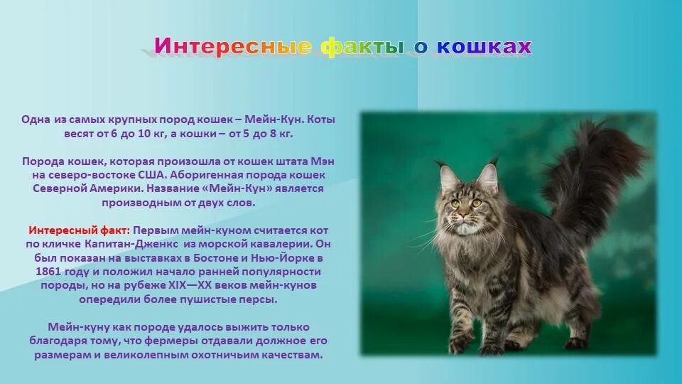 Мейн особенности породы. Мейн кун информация о породе для детей. Кошка породы Мейн кун характер. Кошка Мейн кун 2 года. Мейн кун краткое описание породы для детей.