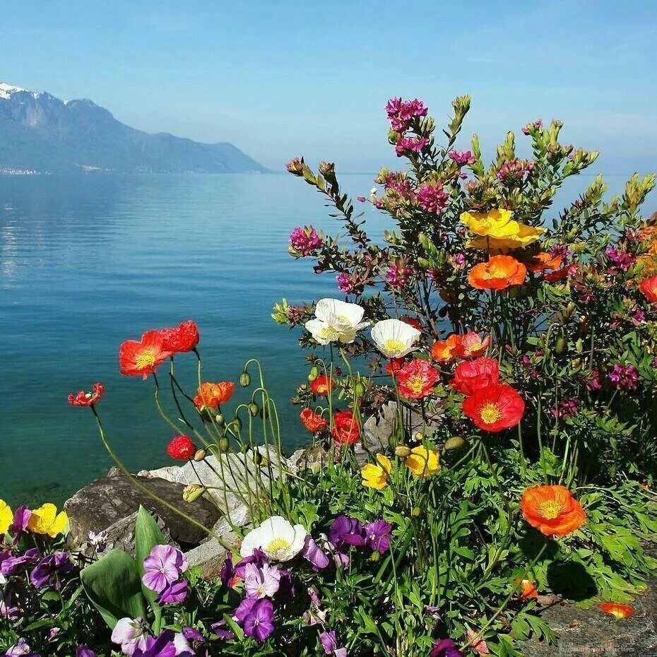 Утро море цветы картинки. Море цветов. цветы и море. природа цветы. крымские цветы.