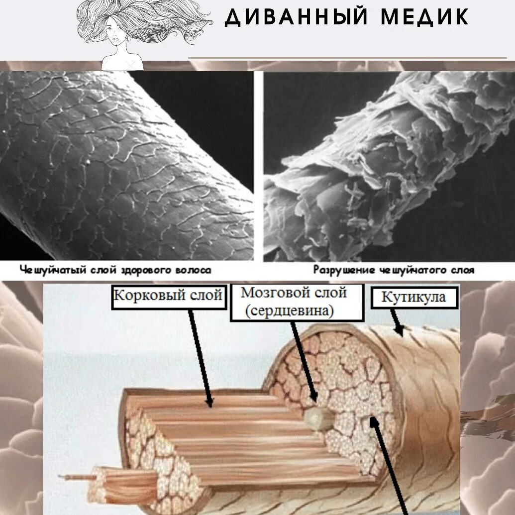 Структура волоса Кортекс. Волос Медула Кортекс кутикула. Строение волоса кутикула Кортекс Медула. Чешуйчатый слой волоса. Кортекс волос