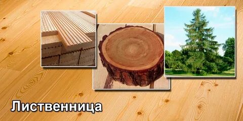 Пощупав корнями воду лиственницы березы