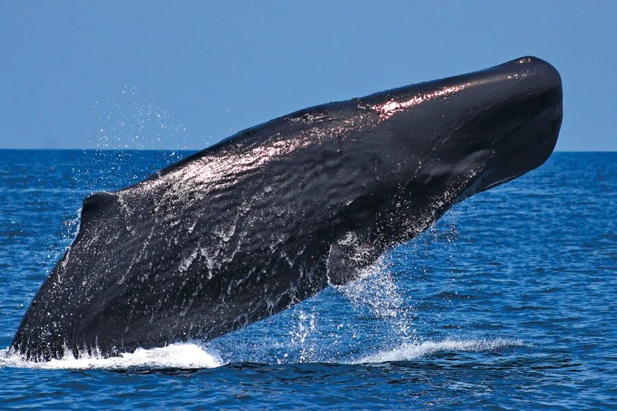 подвиды китов. семейство китов. горбатый кит царство. разновидности китов.