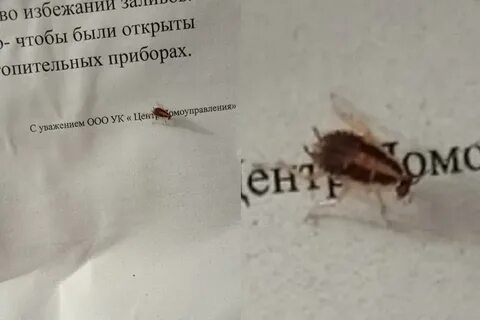 Сон бегающие тараканы