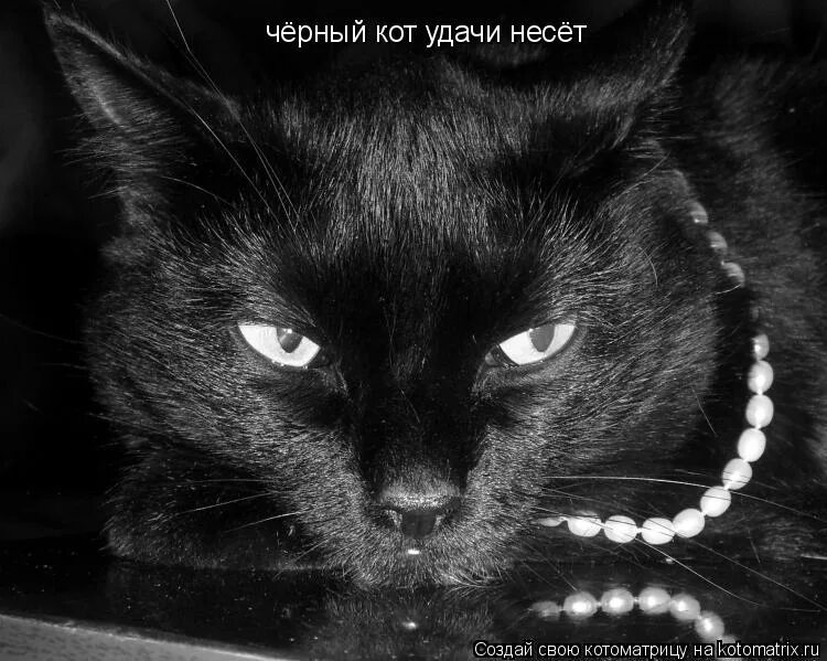 Черный кот Котоматрица. Черный кот надпись. Тёмные коты с надписями. Черный кот на удачу. Твоя кошка есть