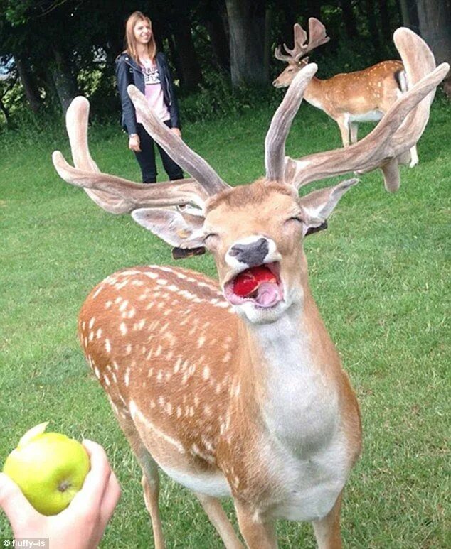 Animals Will FORCE You To Laugh! Счастливые собаки, Юмор о собаках, Самые милые 