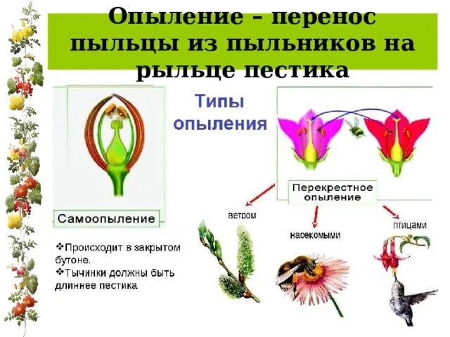 Перенос пыльцы на рыльце пестика называют. Перенос пыльцы это опыление. Перенос пыльцы на рыльце пестика это. Строение цветка опыление. Опыление рыльце пестика.