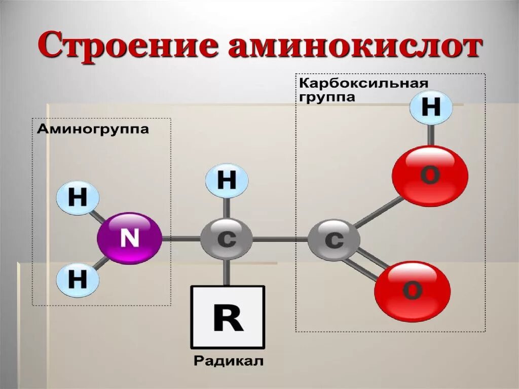 Клетки состоят из аминокислот. Схема строения молекулы аминокислоты. Строение аминокислот химия. Строение молекулы аминокислоты. Химическая формула молекулы аминокислоты.