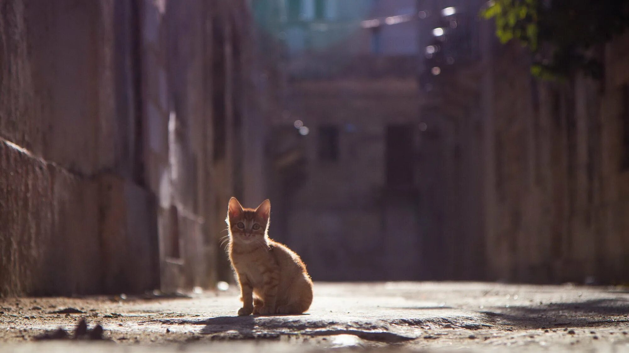 Рыжий кот уходит. Уличные коты. котенок на улице. одинокий котенок. бездомный кот.