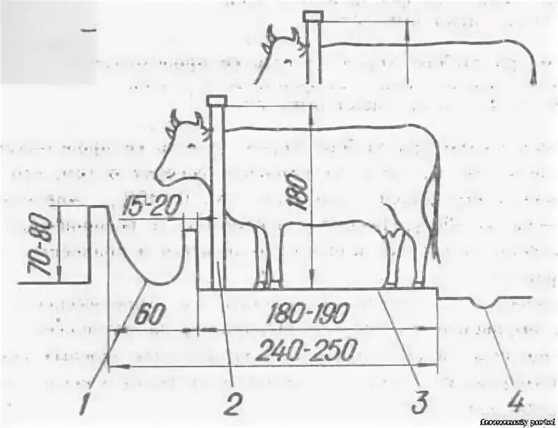 Стойло для коров чертежи. Размеры стойла для Быков на откорме. Кормушка для КРС чертежи. Стойло для коровы Размеры для привязного содержания. Коровы сколько надо сена