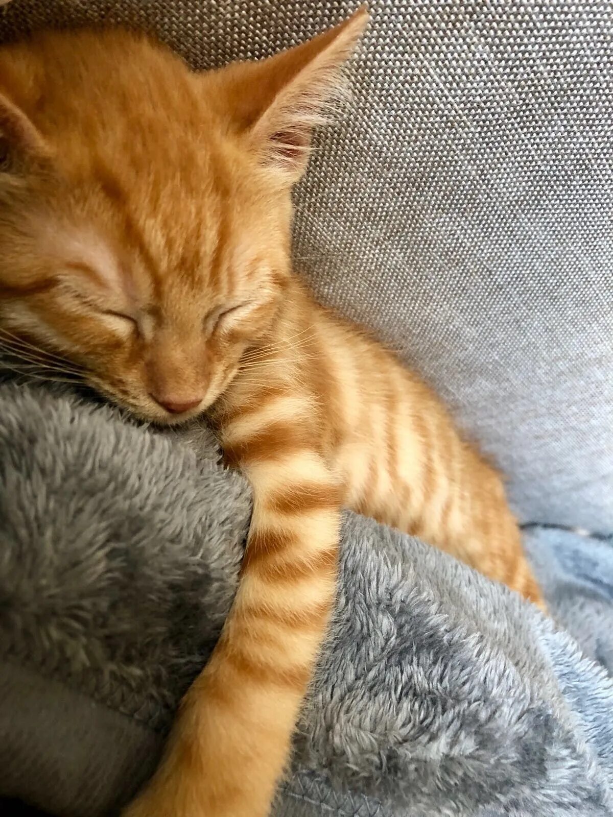 Рыжий кот в полоску. Бенгальская короткошерстная кошка рыжая. рыжий котик. рыжие полосатые коты. рыжая кошечка.