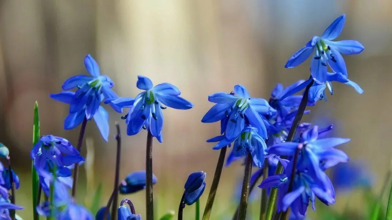 Пролеска как называется. Пролеска как называется