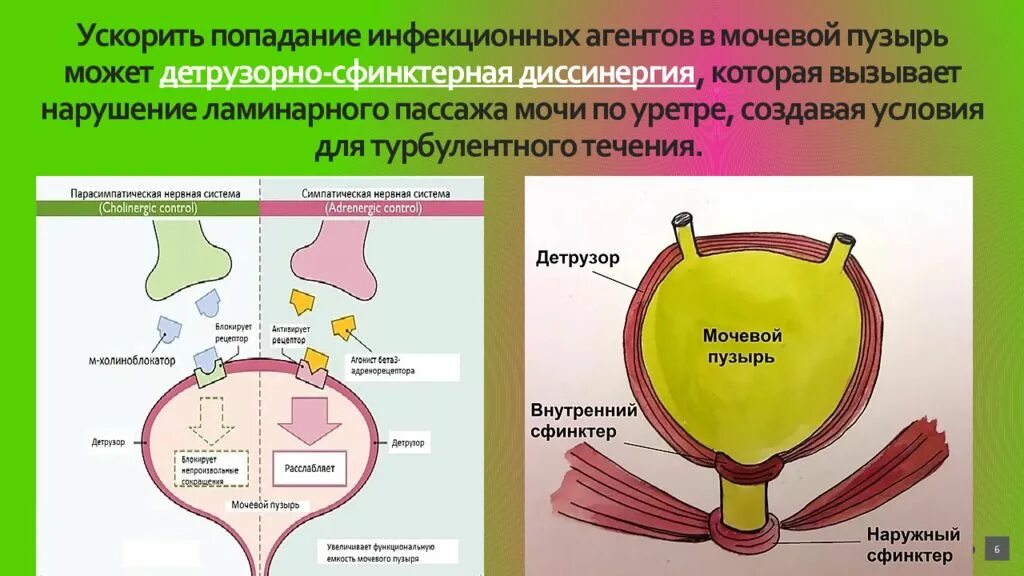 Пассаж мочи. Детрузорно-сфинктерная диссинергия. Рецепторы мочевого пузыря. Детрузорно-сфинктерная диссинергия мочевого пузыря. Детрузорно-сфинктерная диссинергия патогенез.