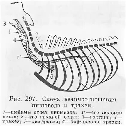 Пищевод у крс. Пищевод животных анатомия. Пищевод коровы анатомия. Строение пищевода КРС. Топография пищевода лошади.