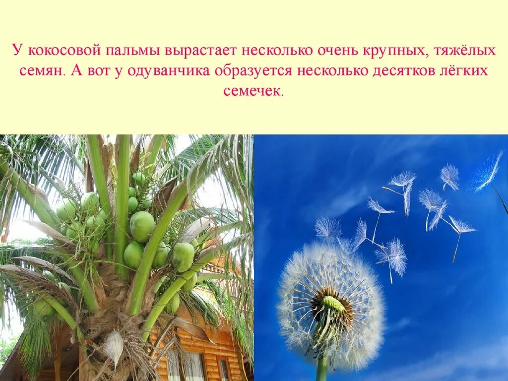 Может вырасти в несколько