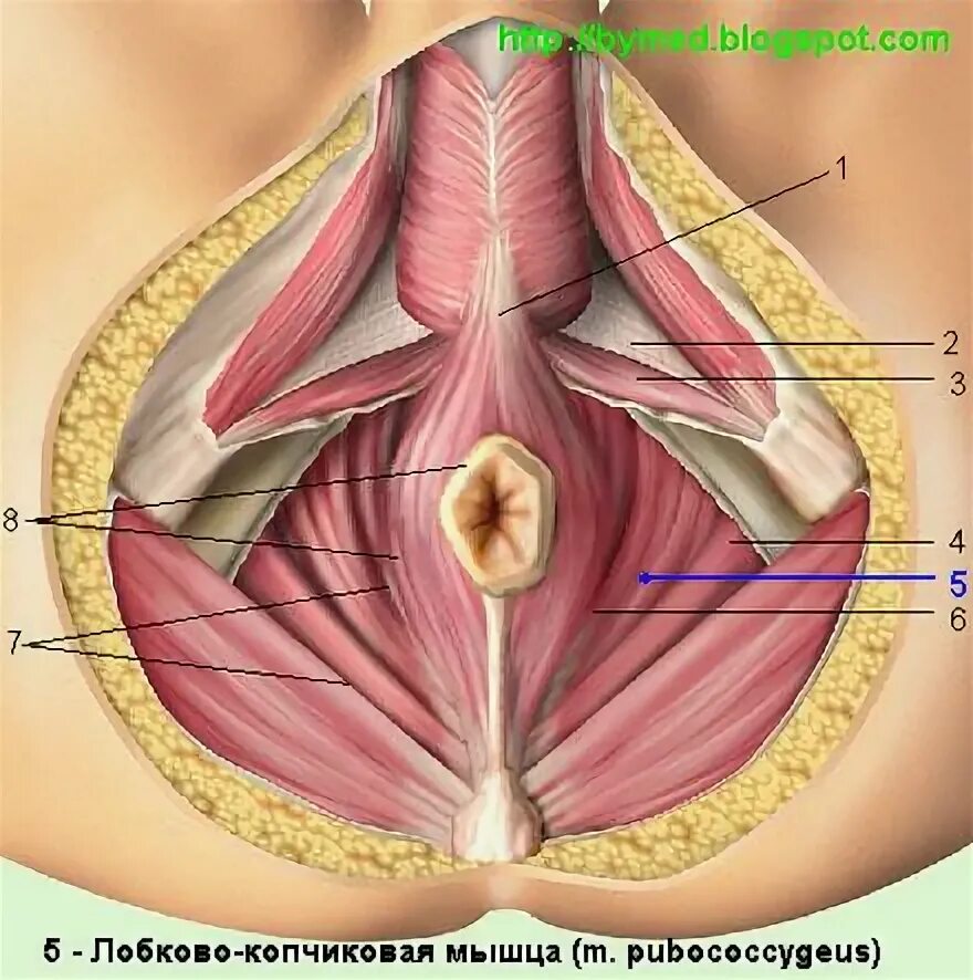 Лонно прямокишечная мышца. Лобковые мышцы. Лобково-копчиковая мышца у женщин. Седалищно-копчиковая мышца анатомия. Паховые сухожилия анатомия.
