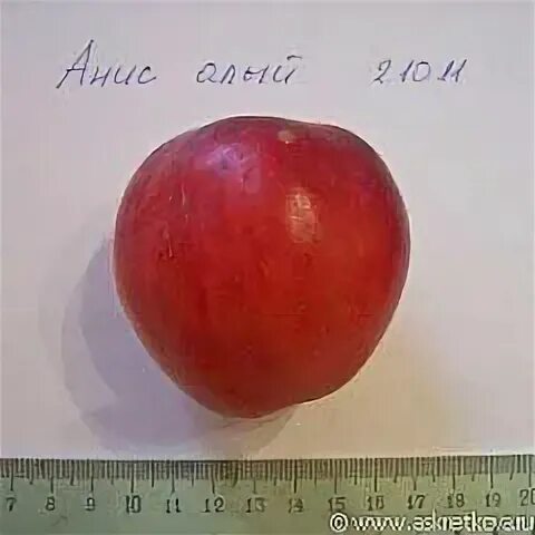 Яблоко красно алое