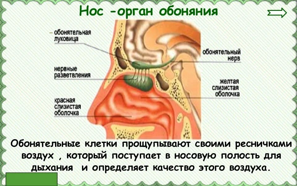 Обоняние текст. Орган обоняния нос строение. Орган чувств обоняние 3 класс. Строение органа обоняния 3 класс. Доклад про нос.