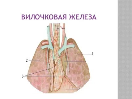 Вилочковая железа латынь