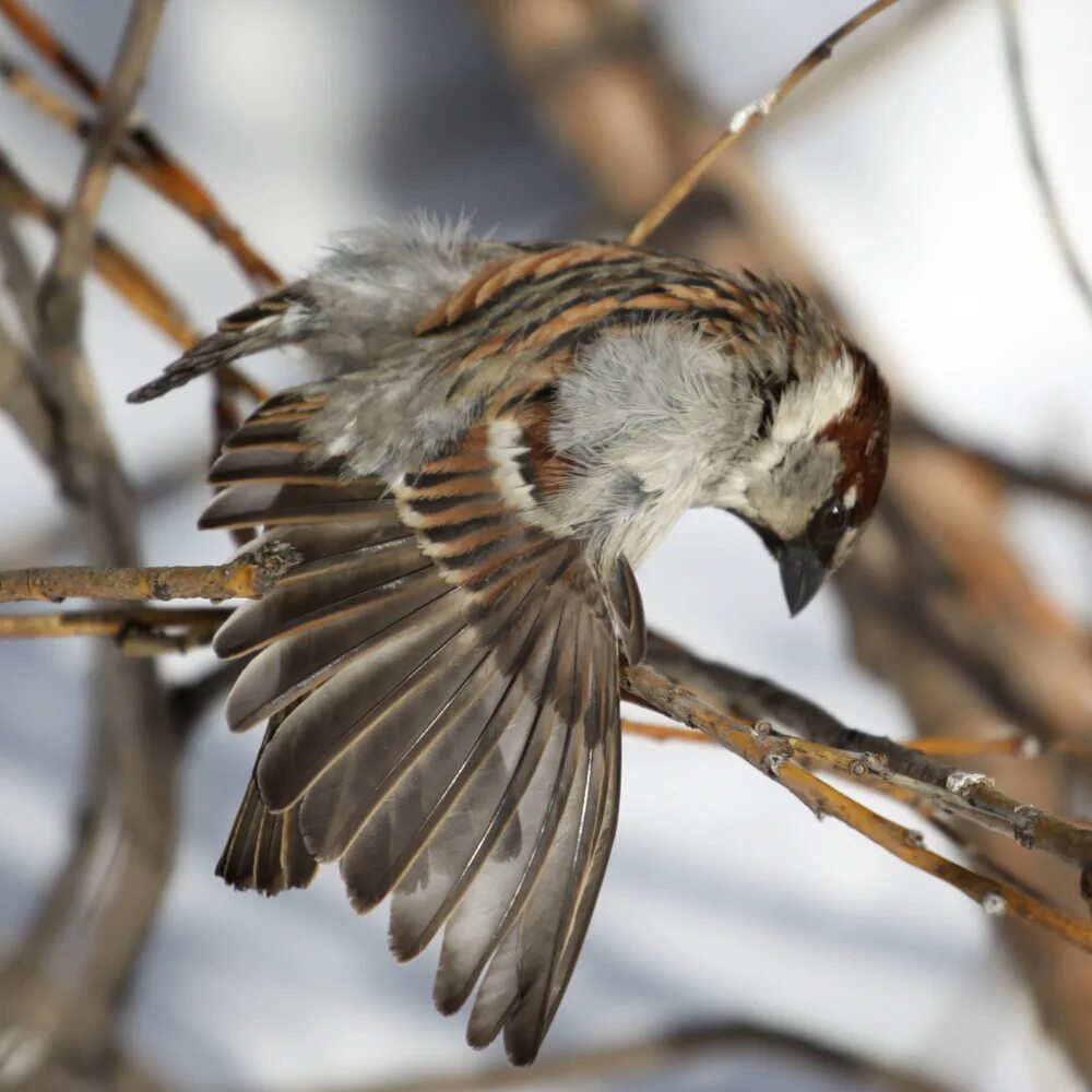 Птицы летающие зимой. Зимние птицы в полете. Перелетающие птицы зимой. Птицы летают зимой. Сибирская птица в полете.