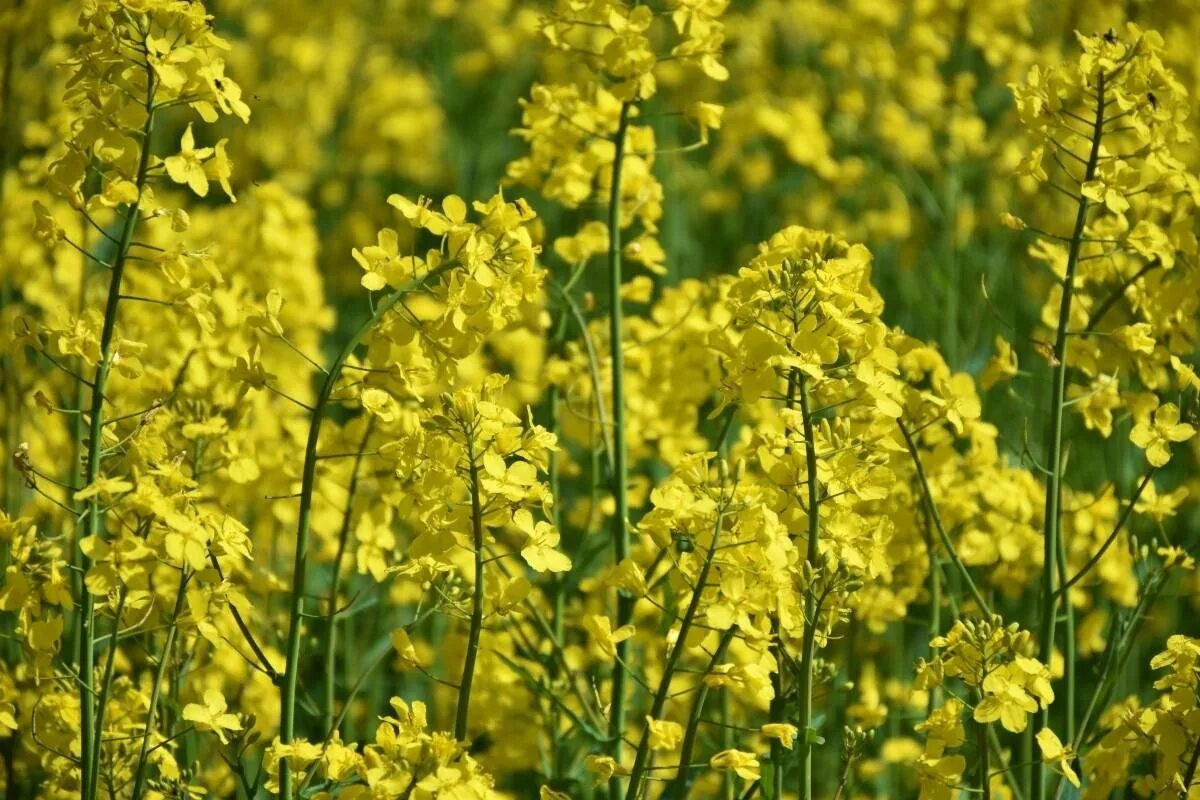 Рыжика посевного (Camelina Sativa),. Растение Рыжик рыжиковое масло. Camelina Рыжик. Рыжик масличная культура.