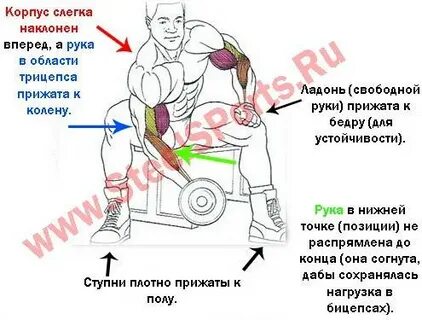Сколько жмут на бицепс