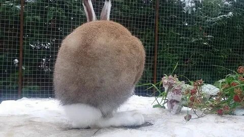 Хвостик беленький