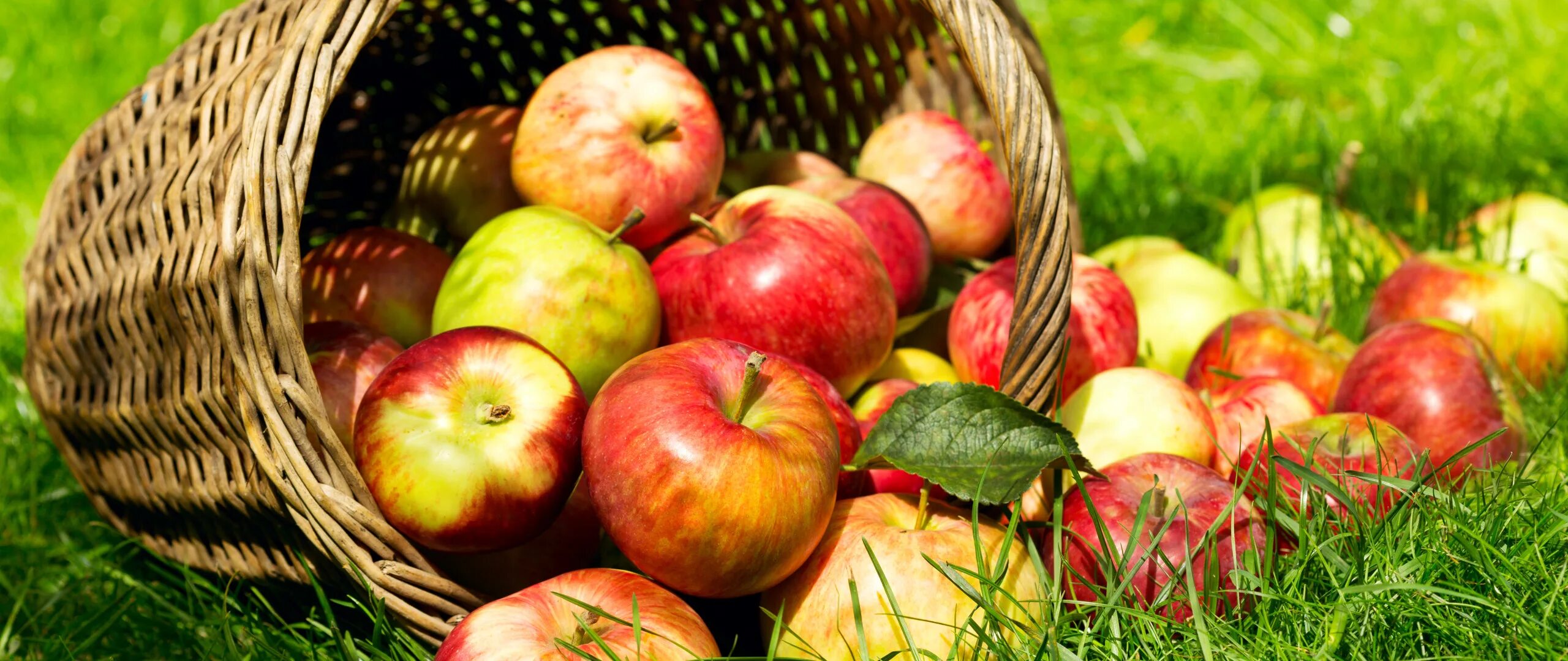 Корзинка с яблоками. Корзина с яблоками в саду. Август яблоки. Август природа.
