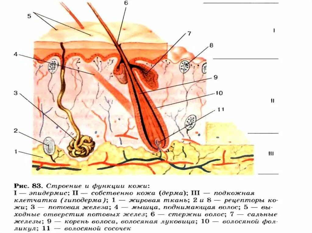 Опорная функция кожи. Кожа строение и функции анатомия. Структура кожи биология 8 класс. Строение кожи человека схема 8 класс биология. Кожа строение и функции 8 класс биология.