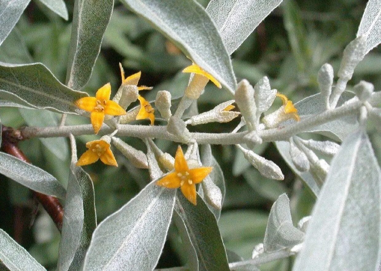 лох узколистный. лох узколистный фото. лох узколистный (дикая маслина). лох узколистный фото. лох серебристый узколистный.