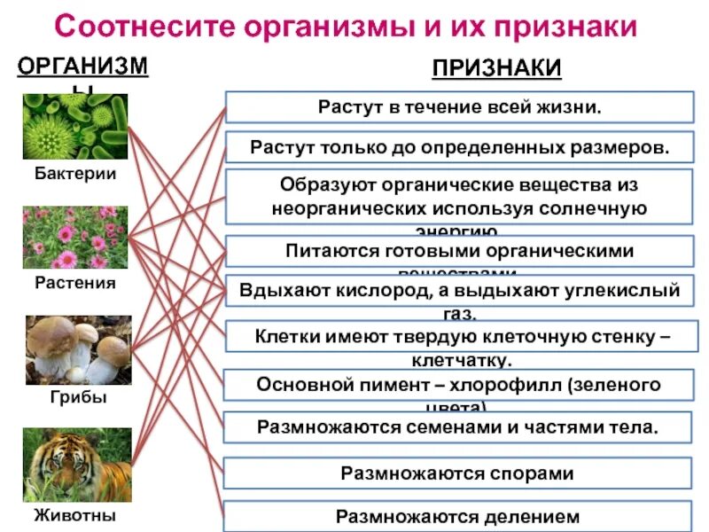 Информация о признаках организма. Растут в течение всей жизни. Соотнеси по биологии. Образуют органические вещества из неорганических. Биология таблица история зоологии.