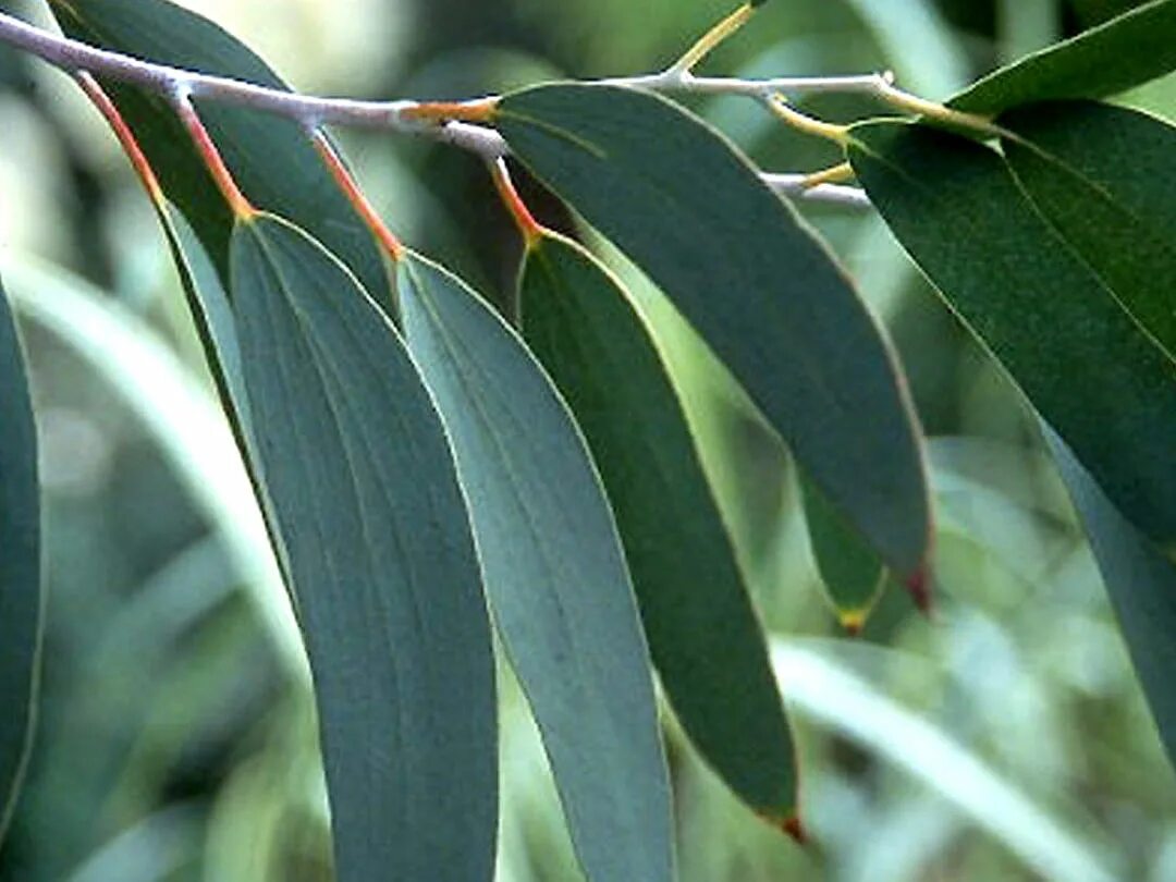 эвкалипт мелколистный. австралийский эвкалипт листья. эвкалипт ареал обитания. листья эвкалипта прутовидного. эвкалипт прутовидный дерево.