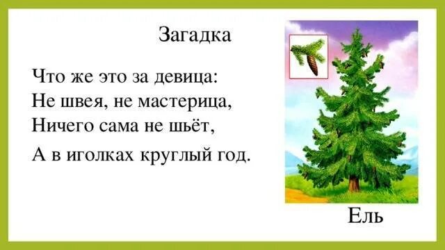 Загадка с ответом ели. Загадка про ель для детей 6-7 лет. загадка про ель для детей. загадка про ёлку для детей 5-6 лет. загадка про елку.