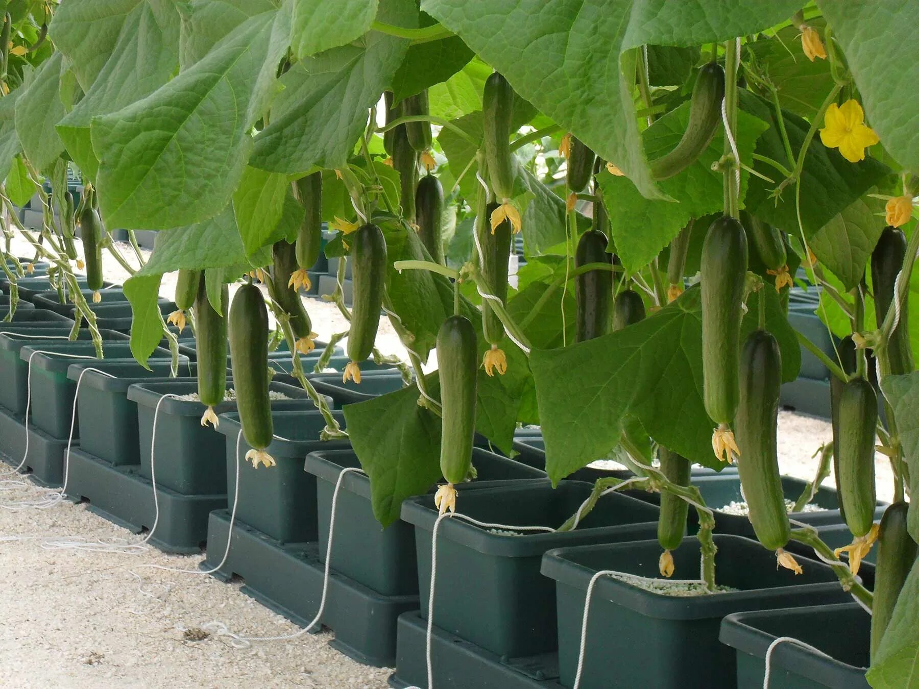 Огурцы по шпалере в открытом грунте. Подвязка рассады огурцов. Огурцы в мешках в открытом грунте. Огуречная елочка на грядке. Огурец способ выращивания.