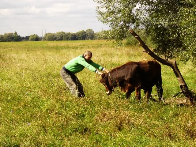 техасский лонгхорн и ковбой. человек держит быка за рога. держа быки. держа быки. красная горбатовская порода.